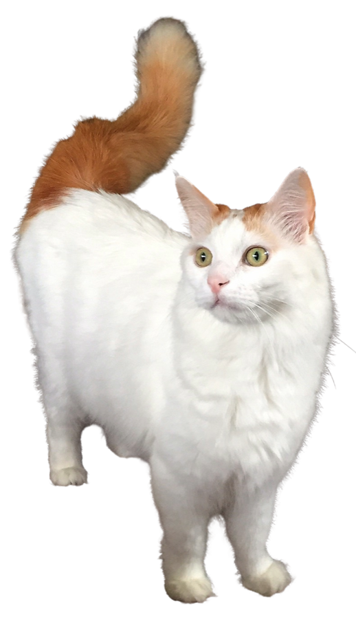 Turkish Van cat